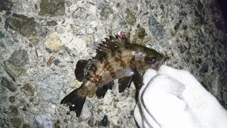 そろそろ厳しいか