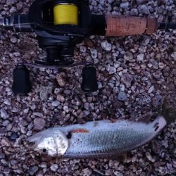 初夏の琵琶湖らしいフィネスゲーム