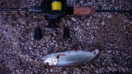 初夏の琵琶湖らしいフィネスゲーム