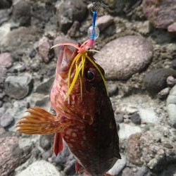 ロックフィッシュ