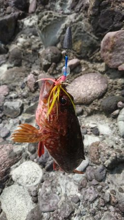 ロックフィッシュ