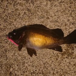 梅雨メバル、良型！！