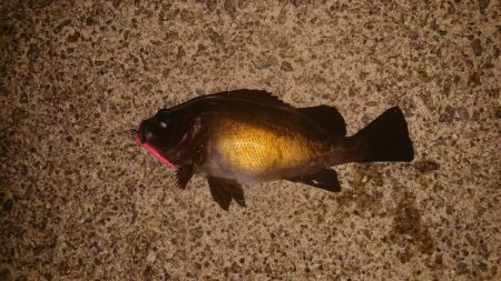 梅雨メバル、良型！！