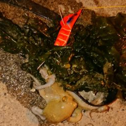 オクトパッシング！