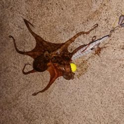 自作タコエギで釣ったよ！