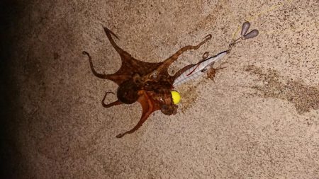 自作タコエギで釣ったよ！