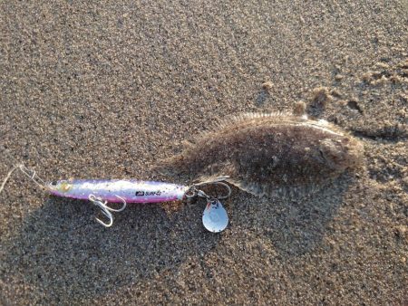 フラットフィッシュ狙いがて…