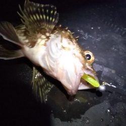 早起きの甲斐が……