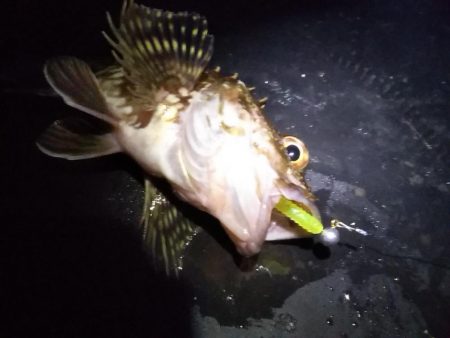 早起きの甲斐が……