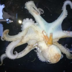 朝マズメ、タコング調査。タコカウント2匹目ｗ