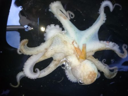 朝マズメ、タコング調査。タコカウント2匹目ｗ