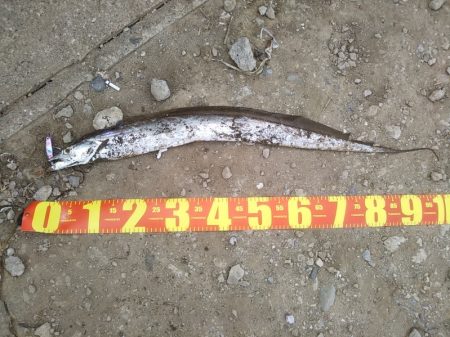 朝マズメ――タチウオ