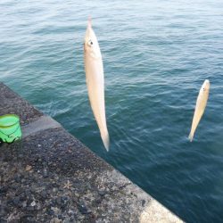 播磨新島キス連投