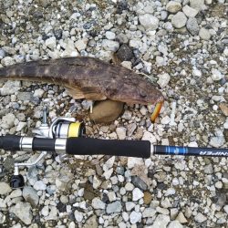 渋い朝マヅメでしたが最後にご褒美が……