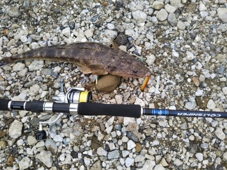 渋い朝マヅメでしたが最後にご褒美が……