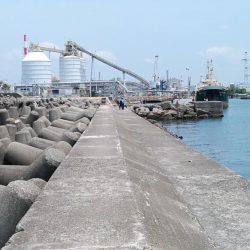 高砂港もピンギスモードか!