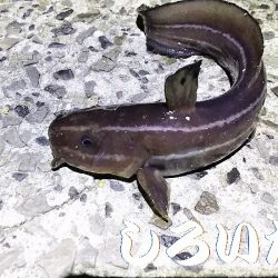 夕方短時間のアジエサ釣り。