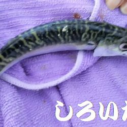 昨日の５匹ではたりないんで、アジ釣り。