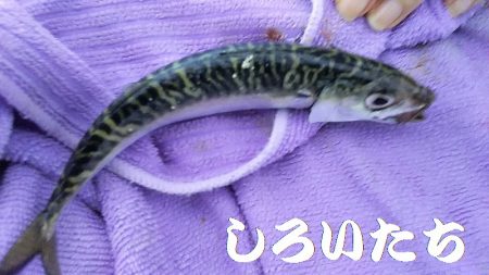 昨日の５匹ではたりないんで、アジ釣り。