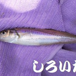 昼間っからのキス狙い。