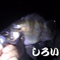 メバリングに挑戦！