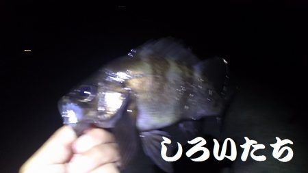 メバリングに挑戦！