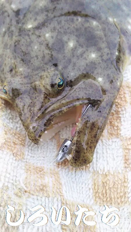 今日も、メバリングでしたが・・・