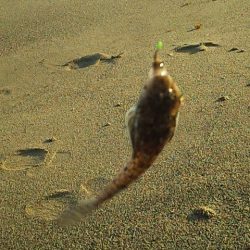 群れてはいるけど・・・