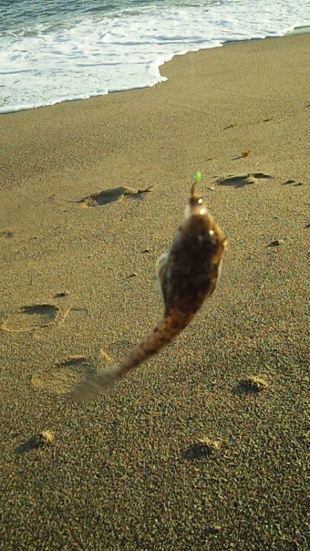 群れてはいるけど・・・