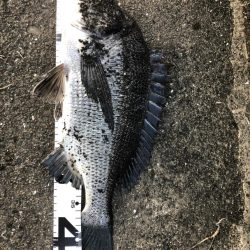 イチノ兄弟、釣果！