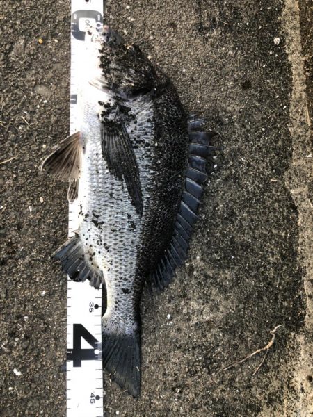 イチノ兄弟、釣果！