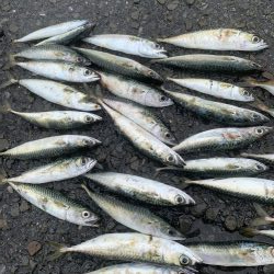 タコ&ライトゲーム