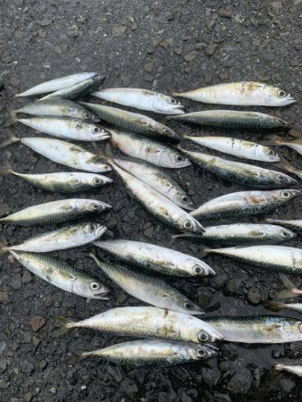 タコ&ライトゲーム