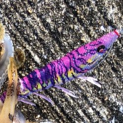 初アオリイカ！