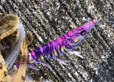 初アオリイカ！