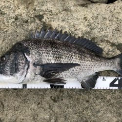 イチノ兄弟、釣果！