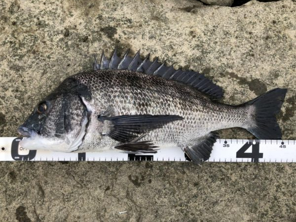 イチノ兄弟、釣果！