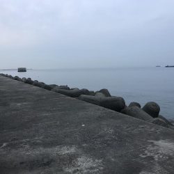 チヌ狙いに外道のカンダイ