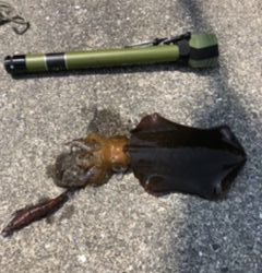 アジ、アオリイカ