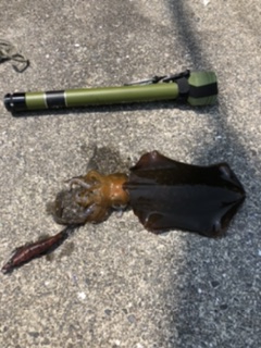 アジ、アオリイカ