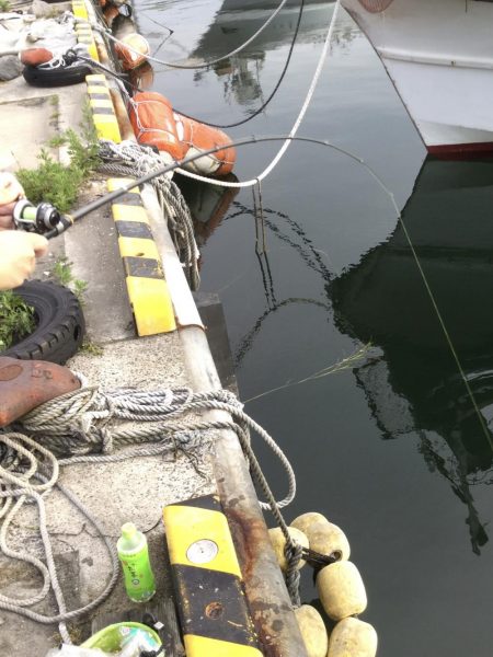 サビキ釣りアジ好調