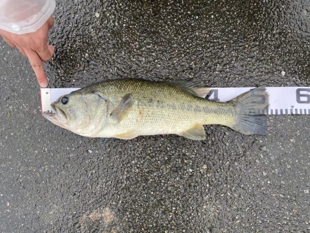 ジョインテットクローな生活。