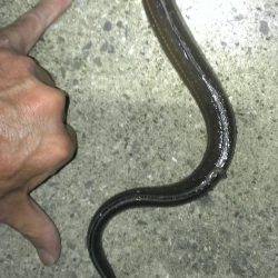 癒しのガシラ釣り