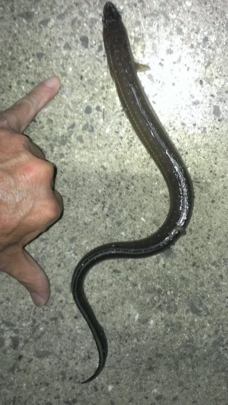 癒しのガシラ釣り