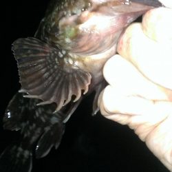 大餌で大ガシラ狙い