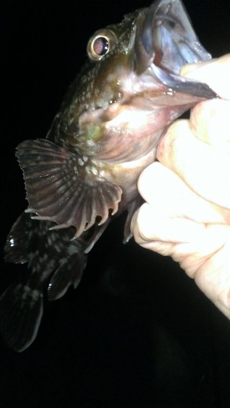 大餌で大ガシラ狙い