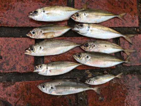 ツバス13匹、アジ10匹