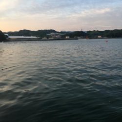 アジ12匹、チャリコ2匹、コサバ43匹