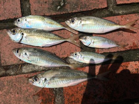 アジ7匹、コサバ25匹