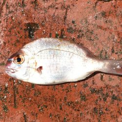 アジ、ツバス、チャリコ、キス、コサバ